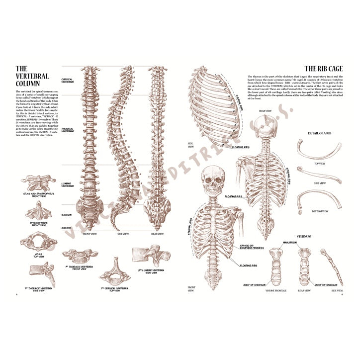 Sammlung Leonardo 04 Anatomie – Detailansicht 3 | ARTMIE
