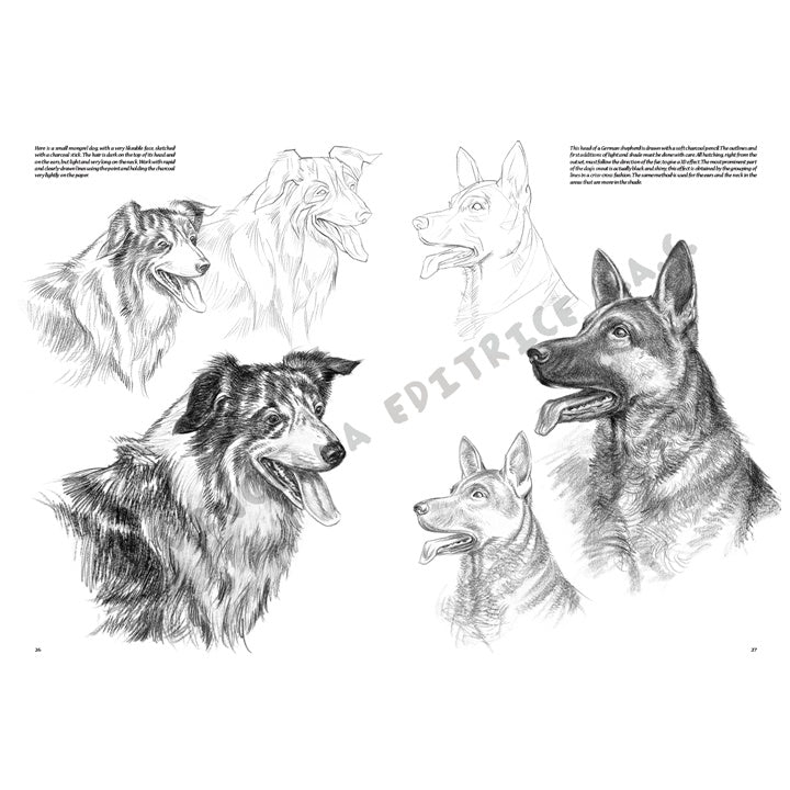 Leonardo Kollektion 13 - Tiere – Detailansicht 6 | ARTMIE