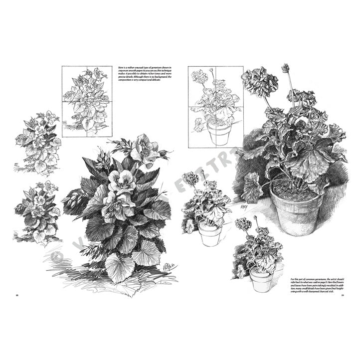 Leonardo Collection 21 Blumen Zeichenbuch – Detailansicht 4 | ARTMIE