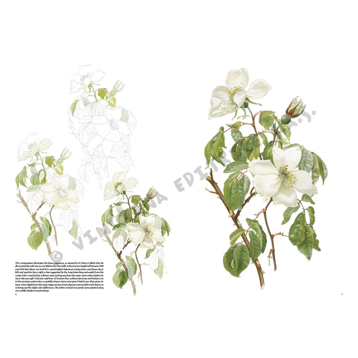 Leonardo Kollektion 42 Rosen – Detailansicht 2 | ARTMIE