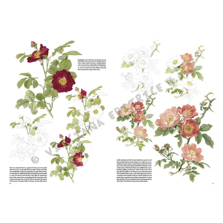 Leonardo Kollektion 42 Rosen – Detailansicht 3 | ARTMIE